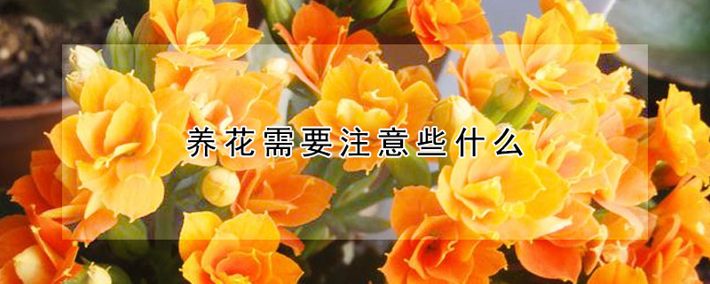 養花需要注意些什么