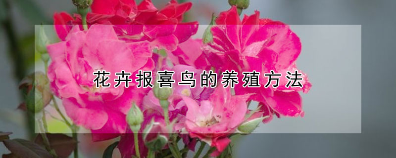 花卉報喜鳥的養殖方法