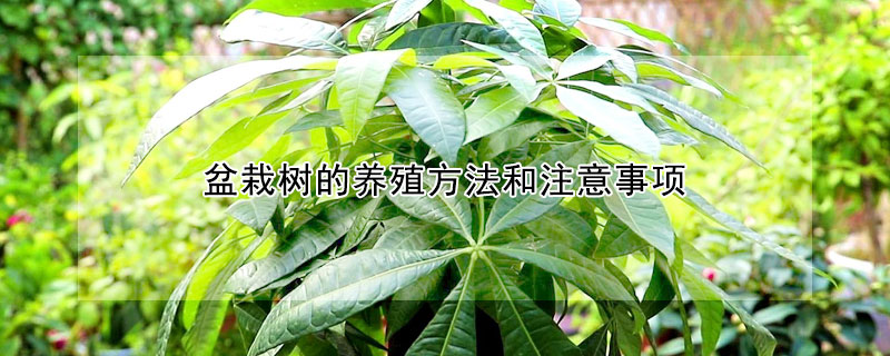 盆栽樹的養殖方法和注意事項