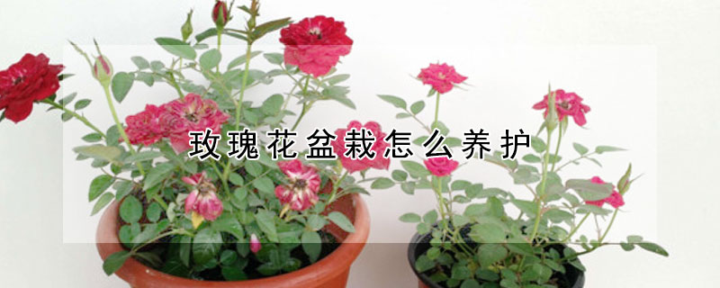 玫瑰花盆栽怎么養(yǎng)護(hù)