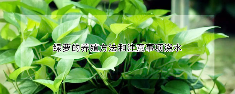 綠蘿的養(yǎng)殖方法和注意事項澆水