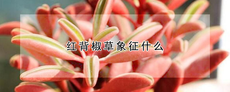 紅背椒草象征什么