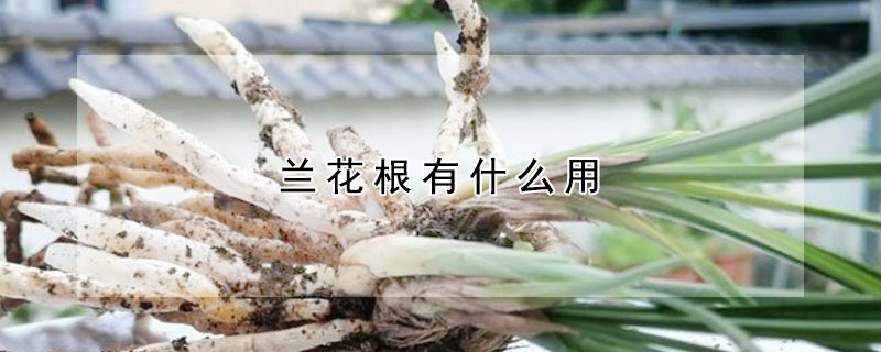 蘭花根有什么用