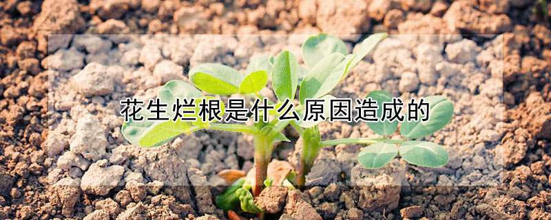 花生爛根是什么原因造成的