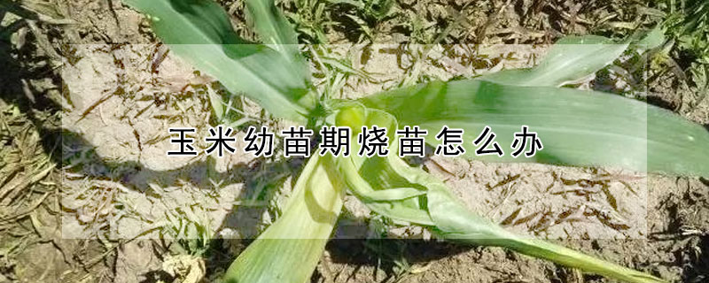 玉米幼苗期燒苗怎么辦