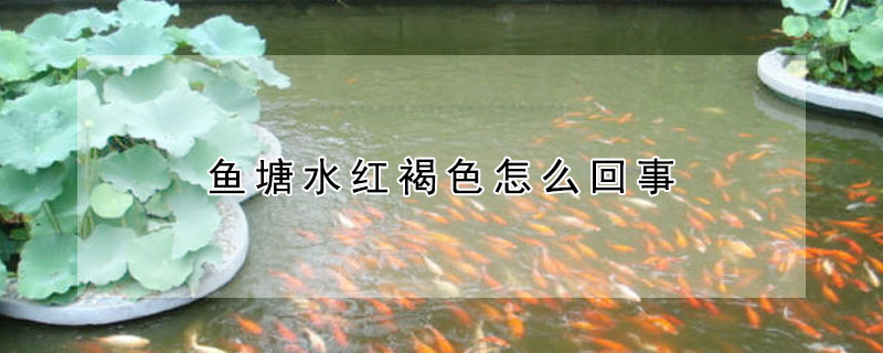 魚(yú)塘水紅褐色怎么回事