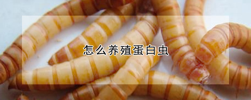 怎么養(yǎng)殖蛋白蟲