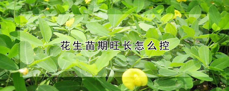 花生苗期旺長怎么控