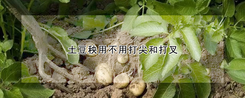 土豆秧用不用打尖和打叉