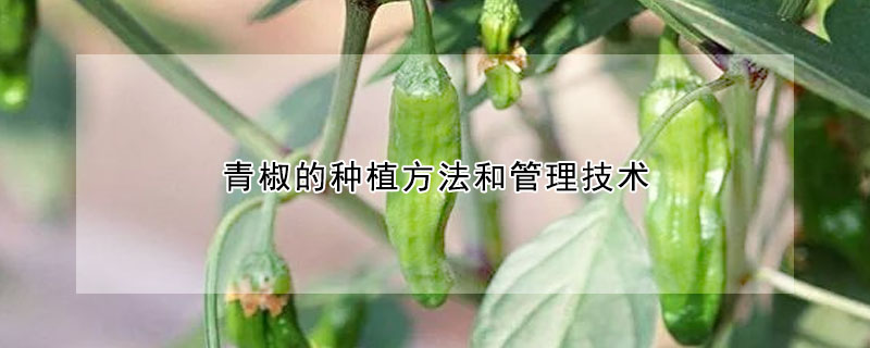 青椒的種植方法和管理技術(shù)