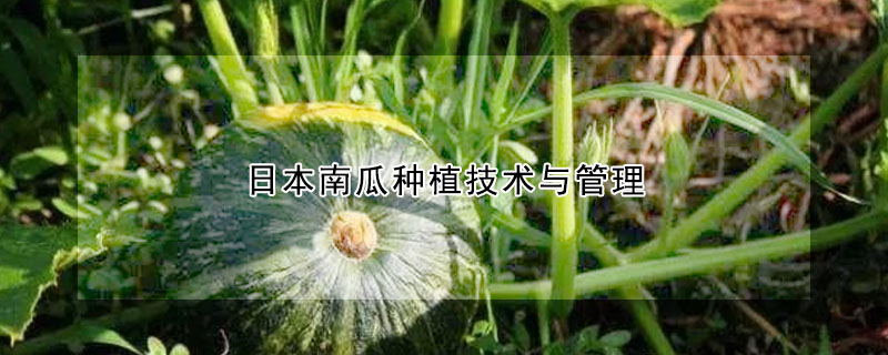 日本南瓜種植技術(shù)與管理