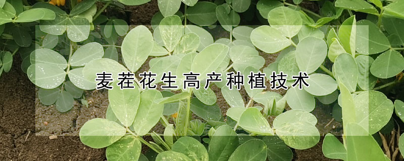 麥茬花生高產種植技術