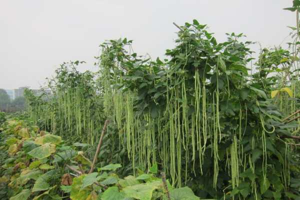 無架豇豆種植時間和方法視頻