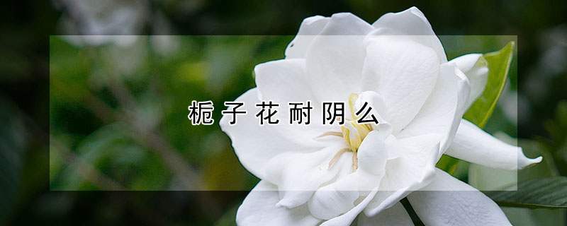 梔子花耐陰么