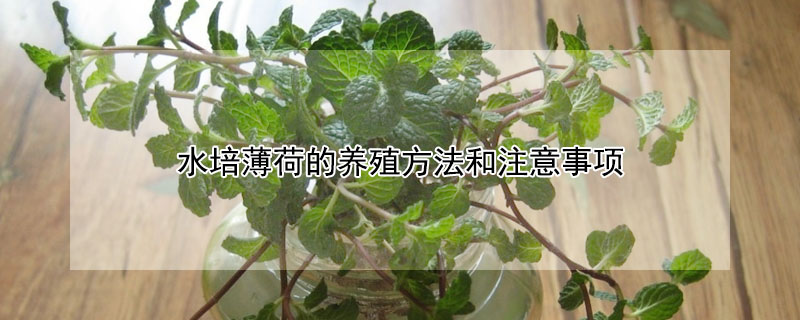 水培薄荷的養殖方法和注意事項