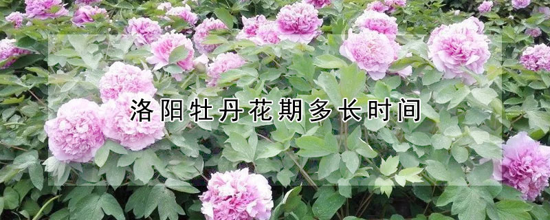 洛陽牡丹花期多長時間