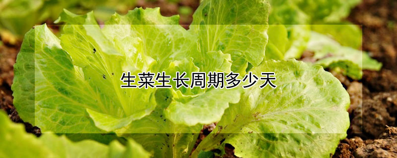 生菜生長(zhǎng)周期多少天