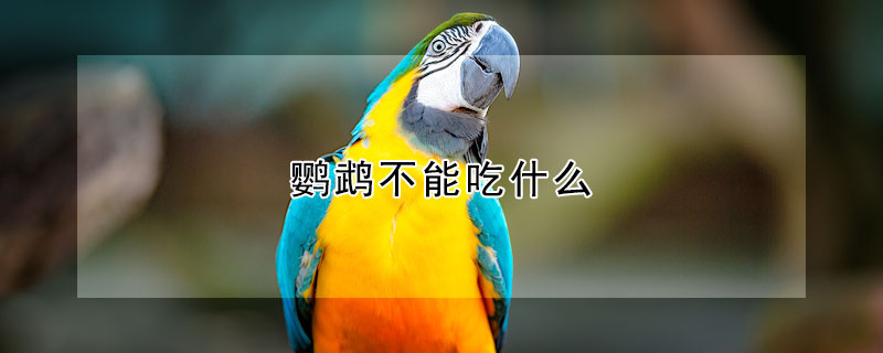 鸚鵡不能吃什么