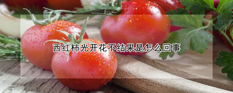 西紅柿光開花不結果是怎么回事