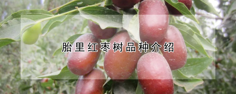 胎里紅棗樹品種介紹