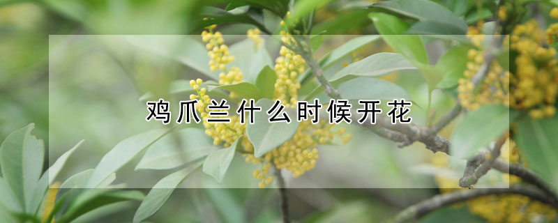 雞爪蘭什么時候開花