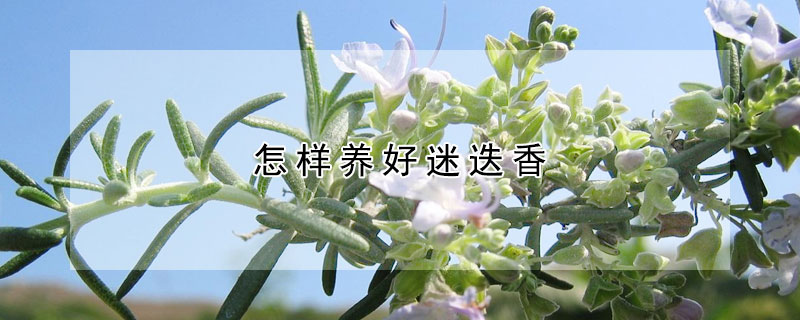 怎樣養(yǎng)好迷迭香