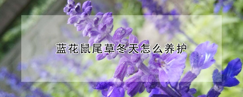 藍花鼠尾草冬天怎么養護