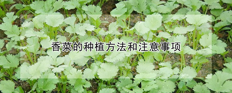 香菜的種植方法和注意事項(xiàng)