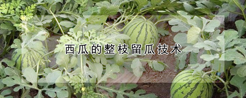 西瓜的整枝留瓜技術(shù)