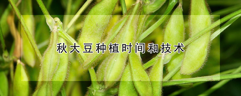 秋大豆種植時間和技術(shù)