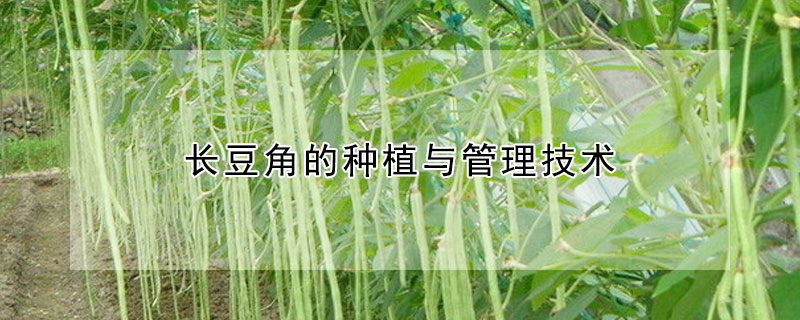 長豆角的種植與管理技術(shù)