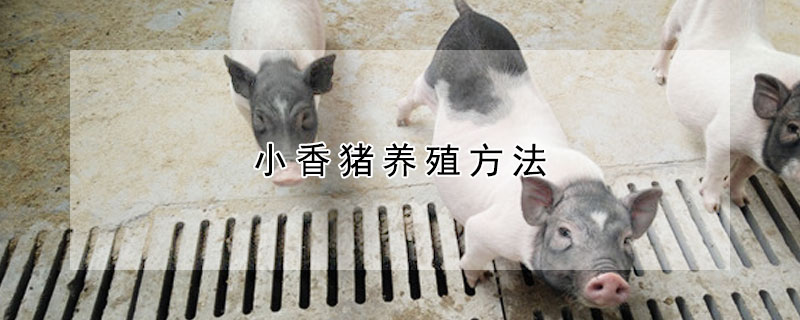 小香豬養殖方法