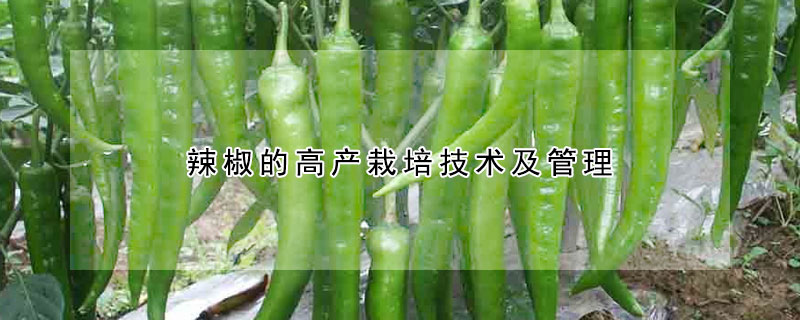 辣椒的高產(chǎn)栽培技術(shù)及管理