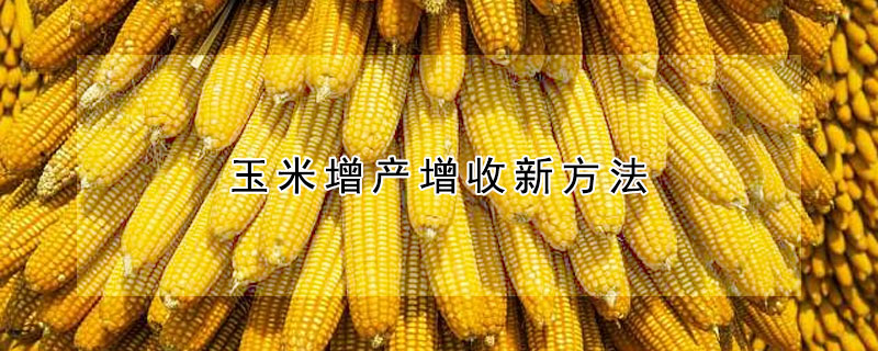 玉米增產增收新方法