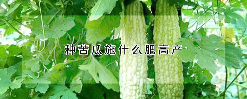 種苦瓜施什么肥高產