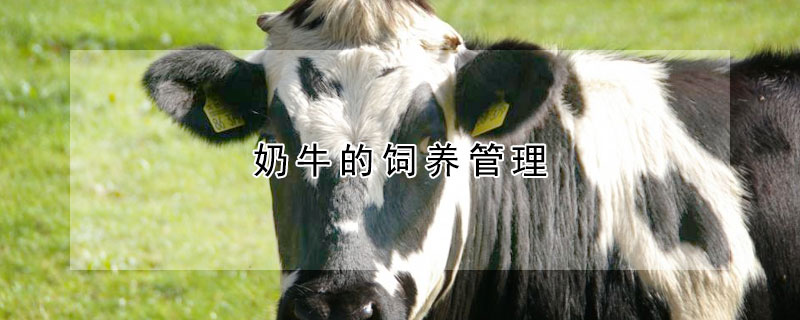 奶牛的飼養(yǎng)管理