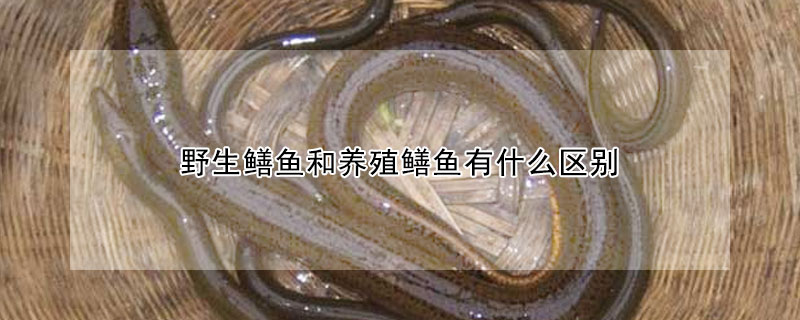 野生鱔魚和養殖鱔魚有什么區別