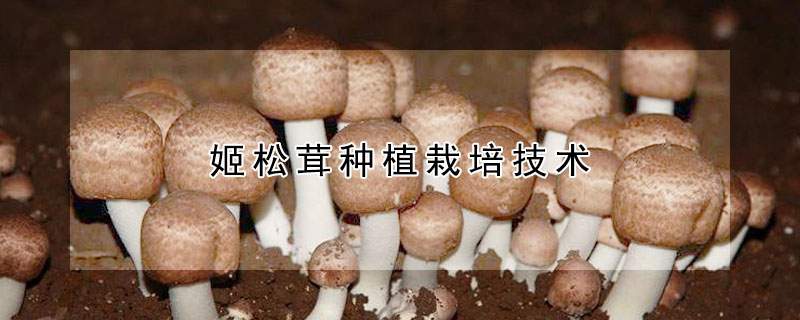 姬松茸種植栽培技術(shù)