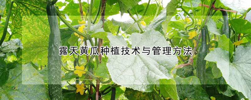 露天黃瓜種植技術(shù)與管理方法