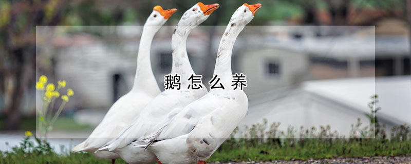 鵝怎么養