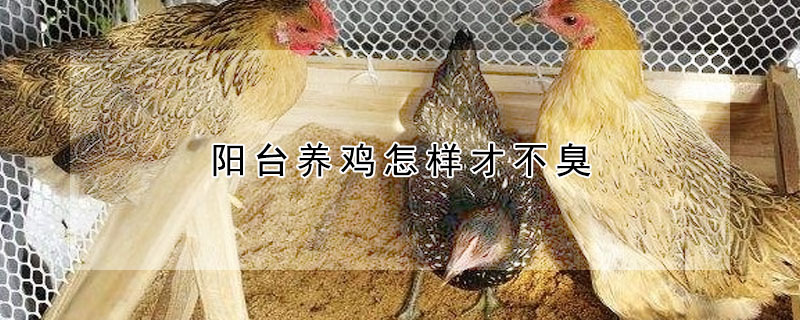 陽臺(tái)養(yǎng)雞怎樣才不臭