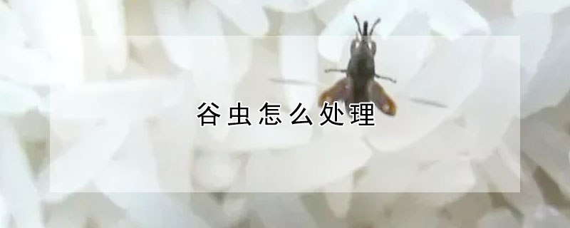 谷蟲怎么處理