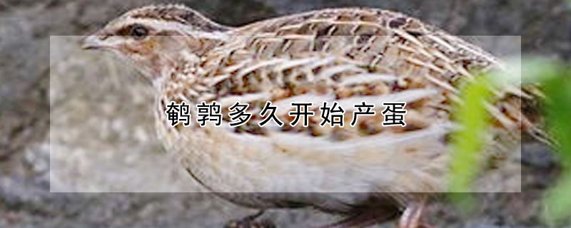 鵪鶉多久開(kāi)始產(chǎn)蛋