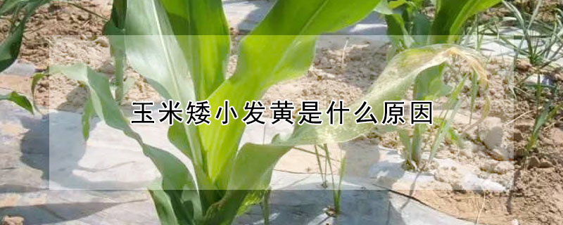 玉米矮小發(fā)黃是什么原因