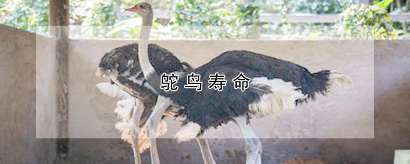 鴕鳥(niǎo)壽命