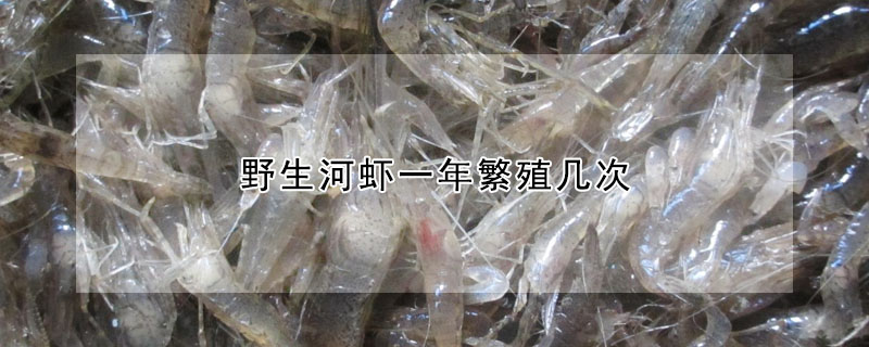 野生河蝦一年繁殖幾次