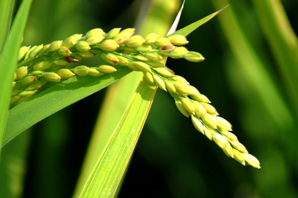 10種代表秋天的植物 什么植物代表秋天