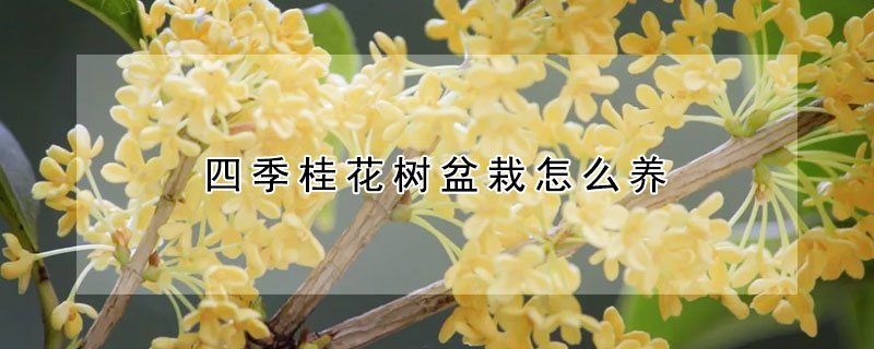 四季桂花樹盆栽怎么養(yǎng)