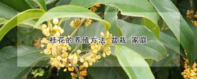 桂花的養殖方法 盆栽 家庭