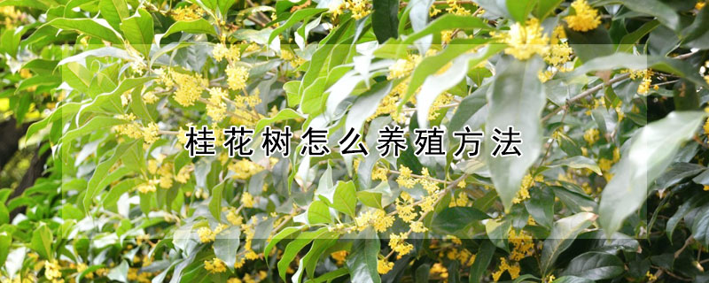 桂花樹(shù)怎么養(yǎng)殖方法